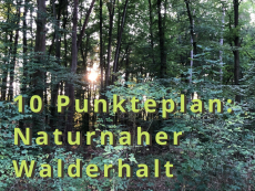10 Punkteplan zum Walderhalt