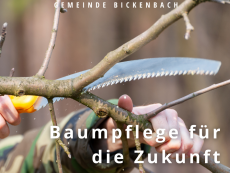 Baumpflege für die Zukunft geht in die zweite Phase