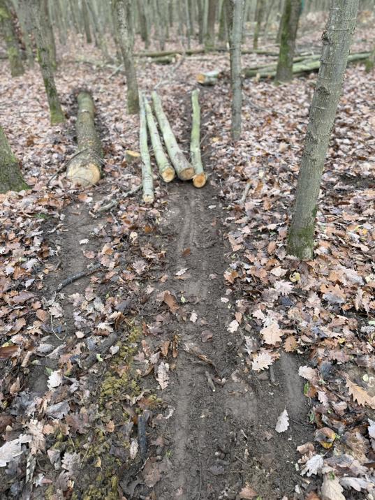 Rückegassen mit Pferd