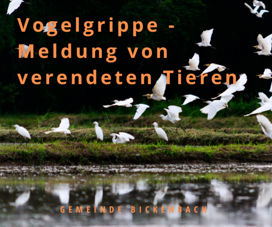 Startende Vögel - Hinweis auf Meldung Vogelgrippe