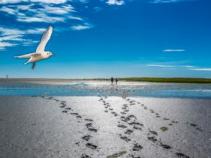 Nordseestrand mit Möven