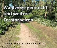 Viel los im Wald!