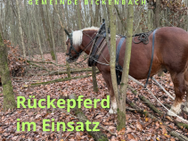 Projekt „Pferderückung im Bickenbacher Gemeindewald“