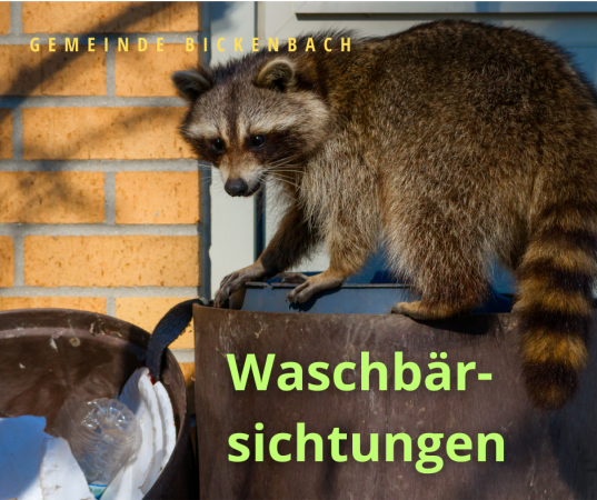 Waschbär auf einer Mülltonne